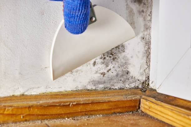 Best Black Mold Removal  in Goshen, AR