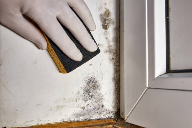 Best Biohazard Mold Removal  in Goshen, AR